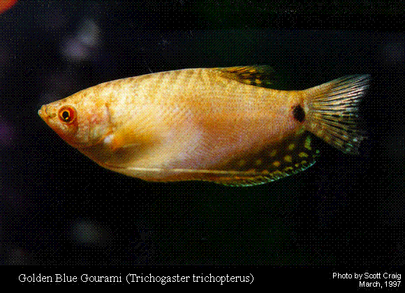 Golden Gourami