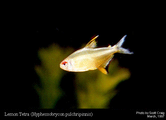 Lemon Tetra