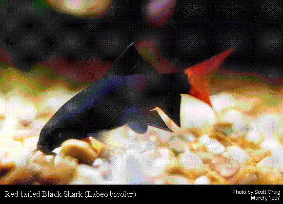 Red-tailed Black Shark