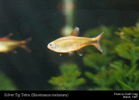 Silvertip Tetra