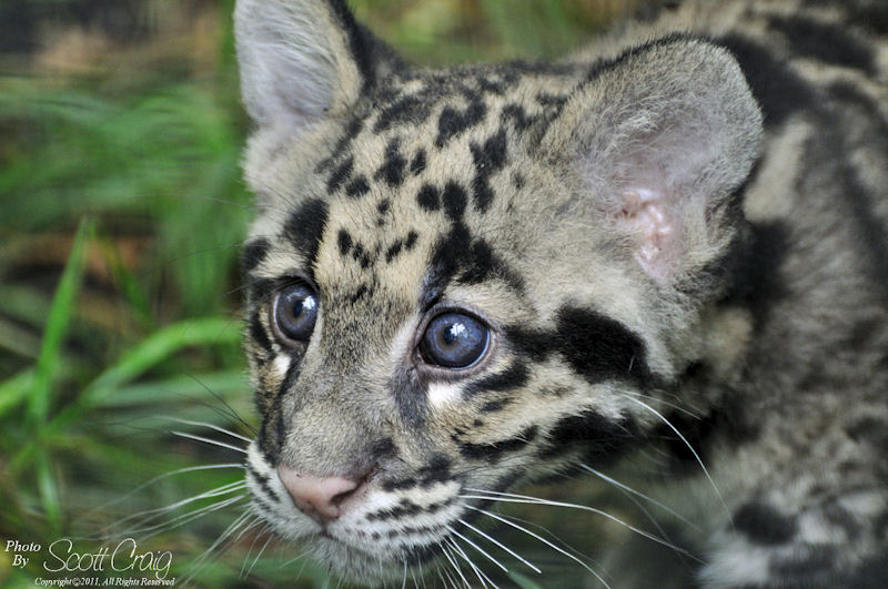 clouded leopard cub nature fotozones